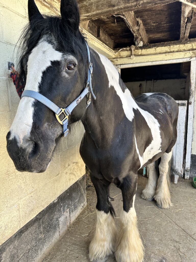 Gary's Fire Horse - Merlin, the black and white horse